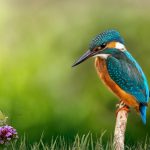 kingfisher, butterfly, nature